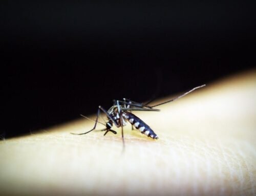 Mosquito Allergy