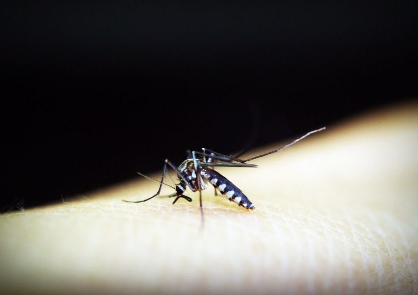Mosquito Allergy