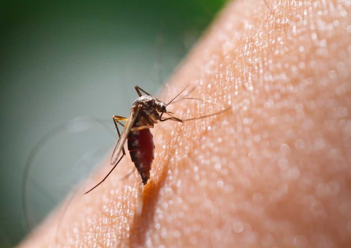 Don't miss the mosquito bite! Watch out for these symptoms