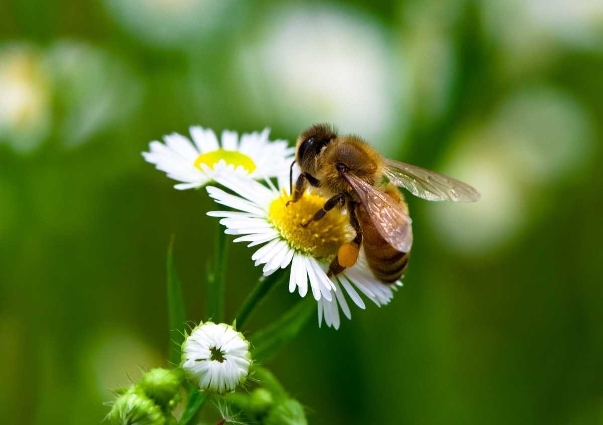 What is Bee Allergy, What are the Symptoms of Bee Allergy?