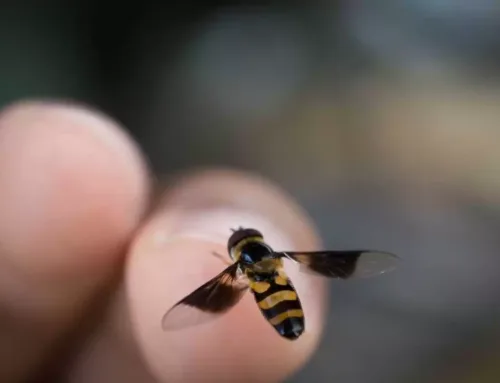 Пчелиный укус может быть смертельным. Рассказывает доктор Ахмет АКЧАЙ