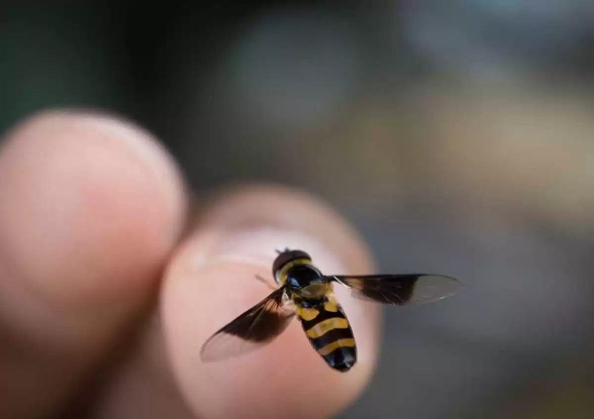 Bee Sting Can Be Deadly Dr. Ahmet AKÇAY Tells