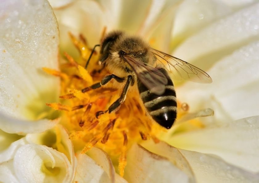 How to Treat Bee Allergy